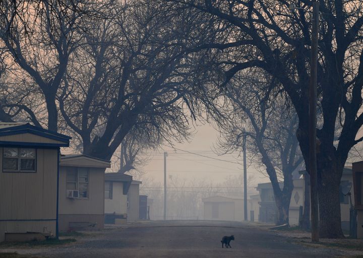 A cat wanders an empty street in the Continental Villa mobile home park in Abilene, Texas Thursday, March 17, 2022. 