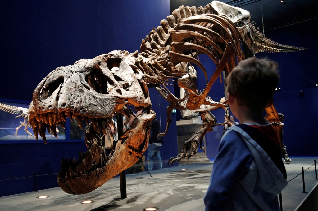 A child looks at a 67 million year old skeleton of a Tyrannosaurus.