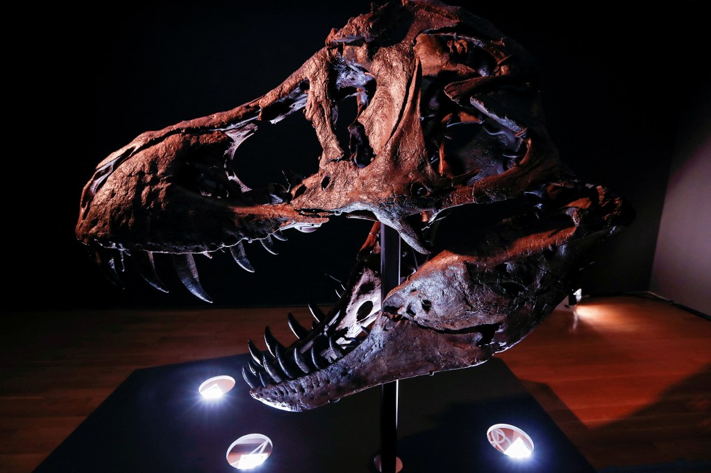 The head of an approximately 67 million-year-old Tyrannosaurus skeleton.